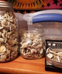 Buy Golden Teacher Mushrooms Online - Golden Teacher Mushrooms for Sale