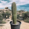 Saguaro Cactus